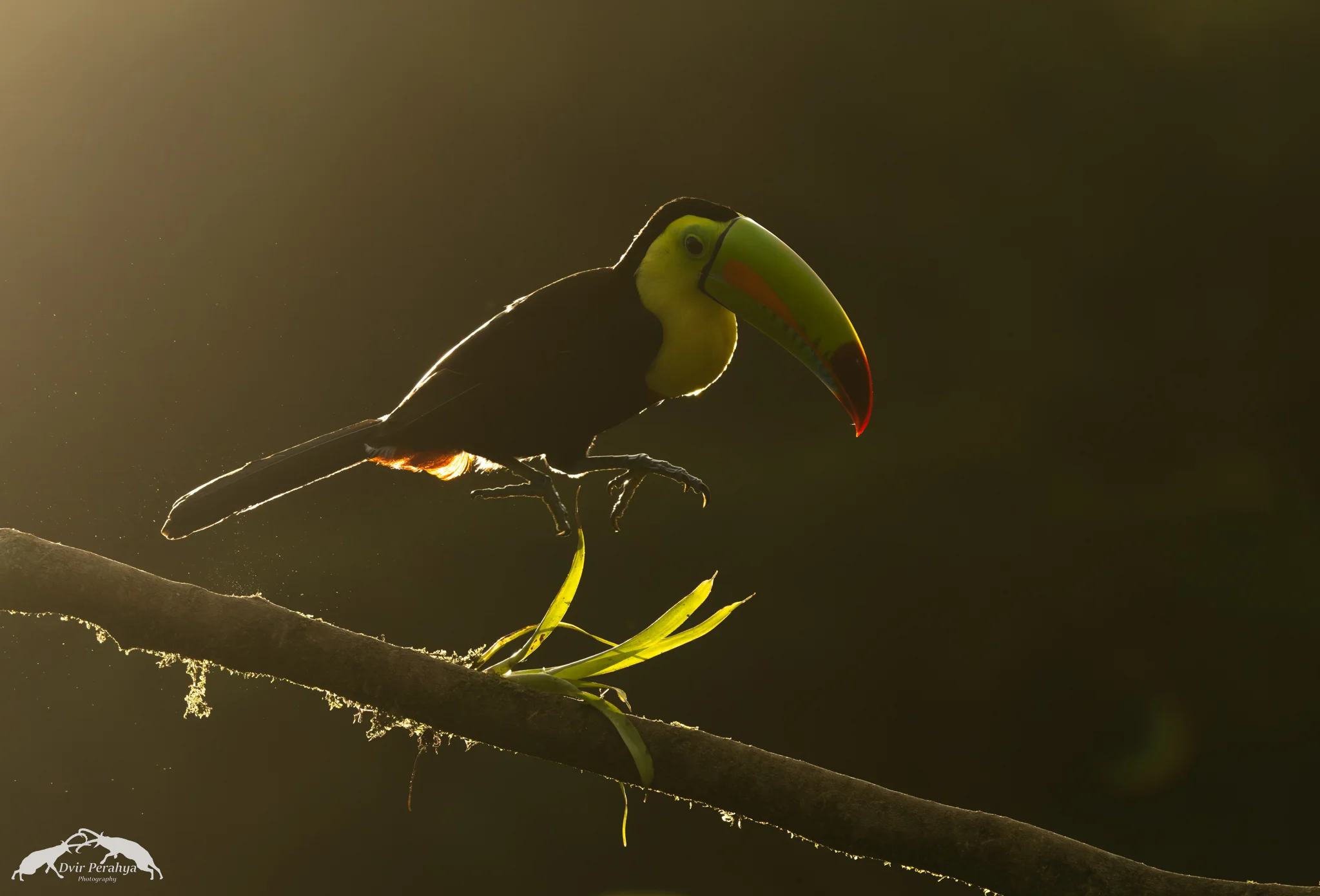 Costa Rica Wildlife